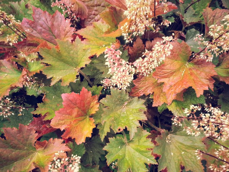 HEUCHERA HYBRIDE ‘COPPER DINOSOUR’