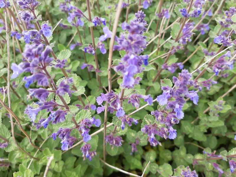 NEPETA FAASSENII ‘BLUE WONDER’