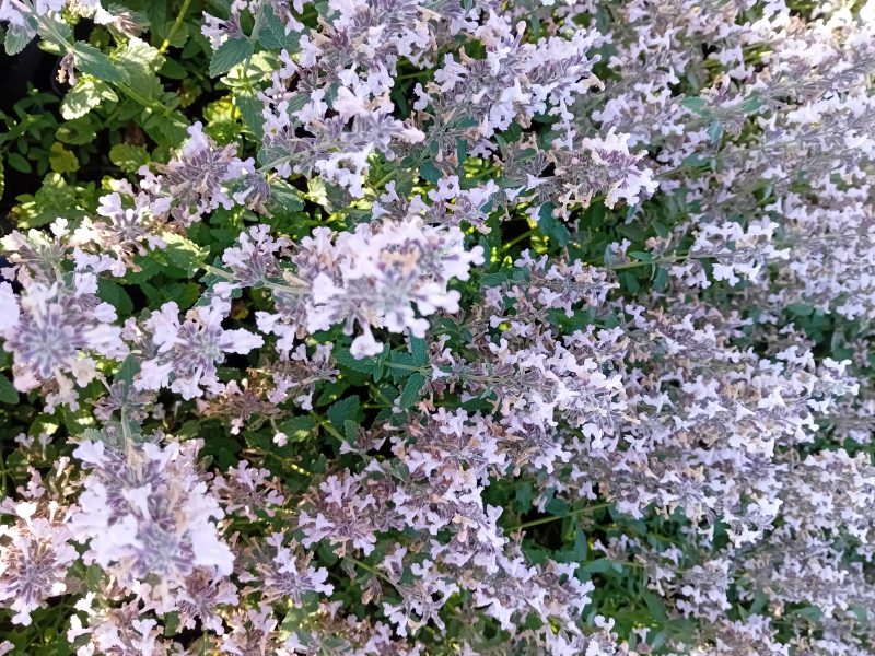NEPETA RACEMOSA ‘AMALIA’