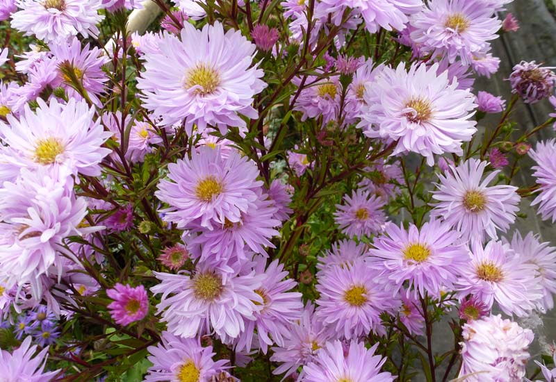 ASTER NOVI-BELGII ‘FELLOWSHIP’