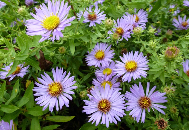 ASTER OBLONGIFOLIUS ‘OCTOBER SKIES’