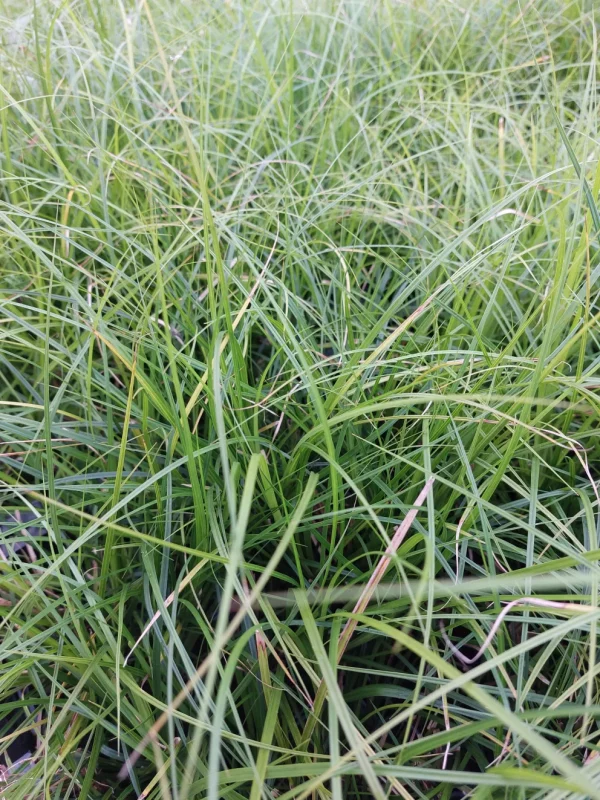 CAREX LENTA ‘OSAKA’