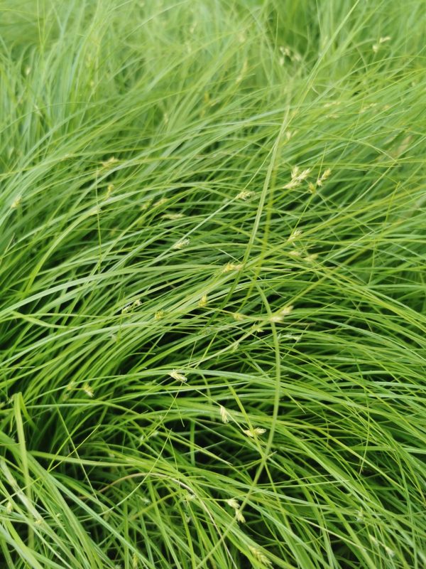 CAREX REMOTA
