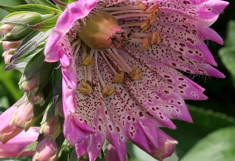 DIGITALIS PURPUREA ‘MONSTROSA’