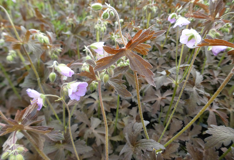 GERANIUM MACULATUM ‘ESPRESSO’