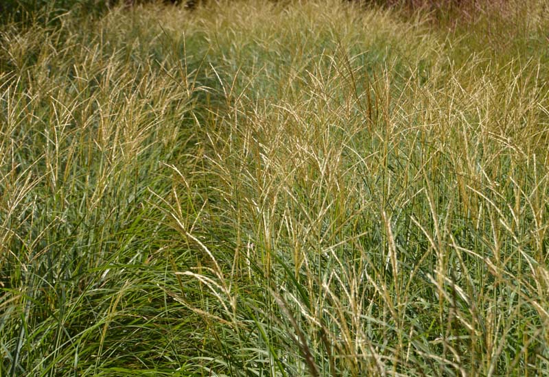 MISCANTHUS SINENSIS ‘ADAGIO’