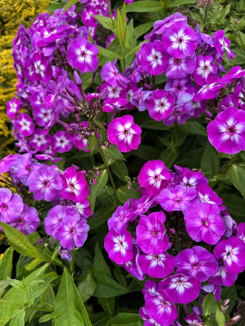PHLOX PANICULATA ‘USPECH’