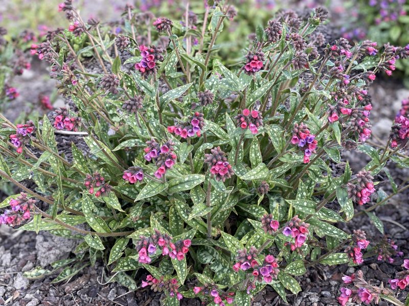 PULMONARIA HYBRIDE ‘RASPBERRY SPLASH’