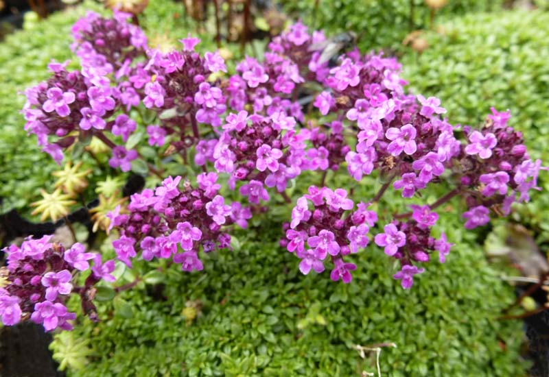 THYMUS HYBRIDE ‘ELFIN’