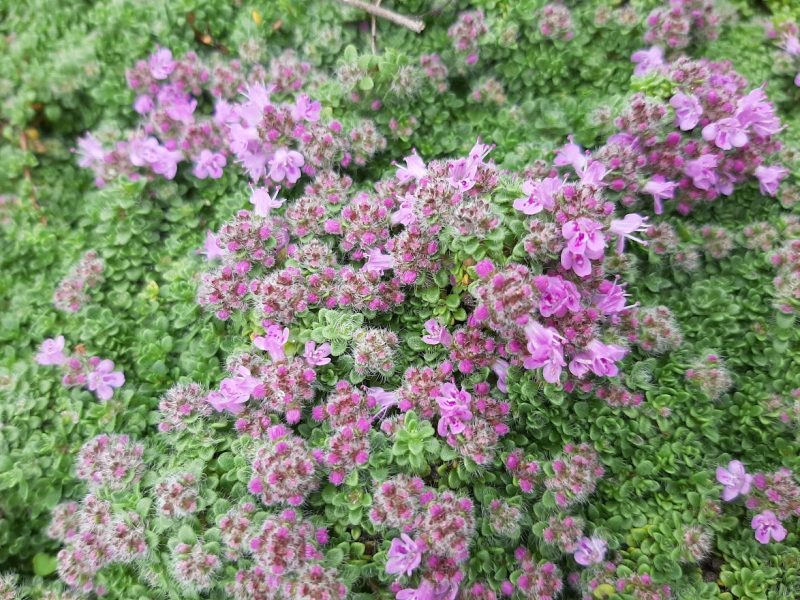 THYMUS PRAECOX ‘MINOR’