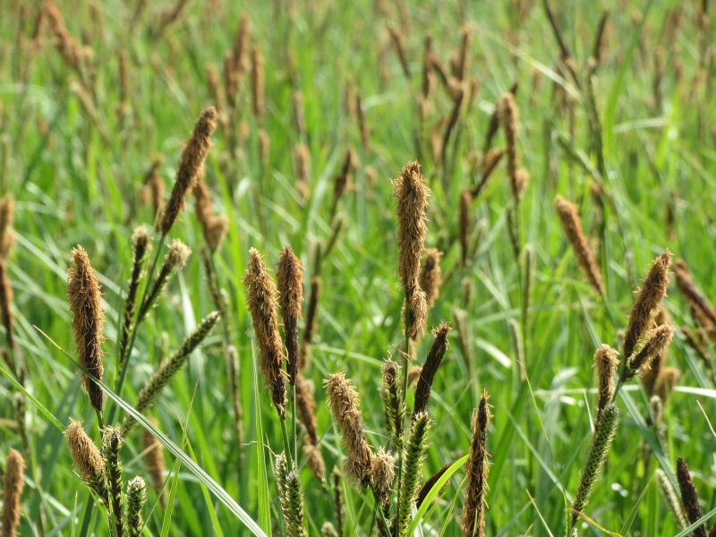 CAREX ACUTIFORMIS
